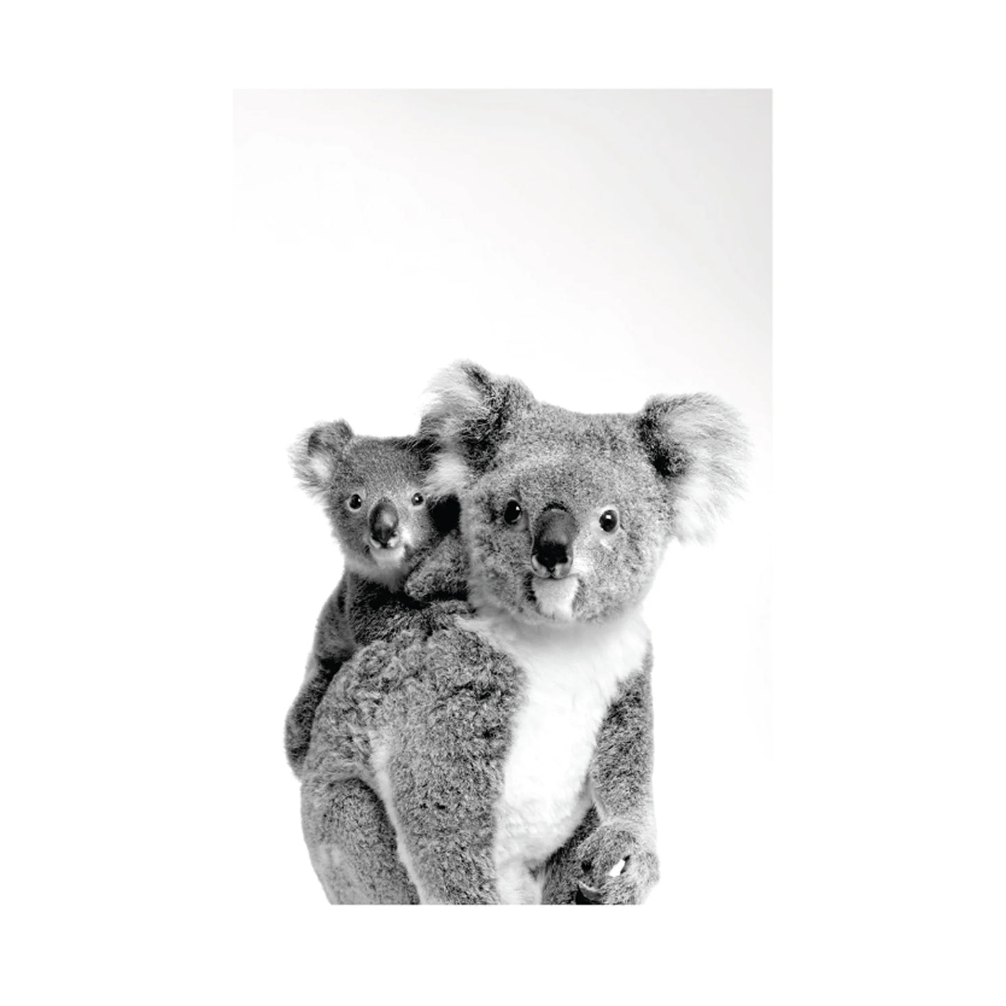 A black and white photograph of a koala sitting upright with its mother on its back, centered on a plain white background.