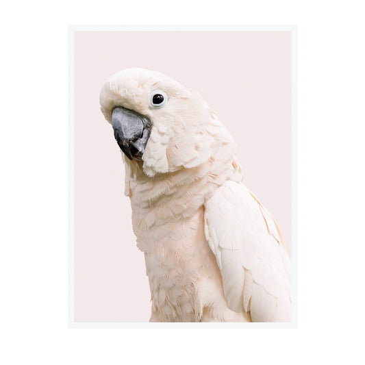 A vertical art print featuring a close-up portrait of a white cockatoo against a pale pink background, framed by a thin white border on a white canvas.
