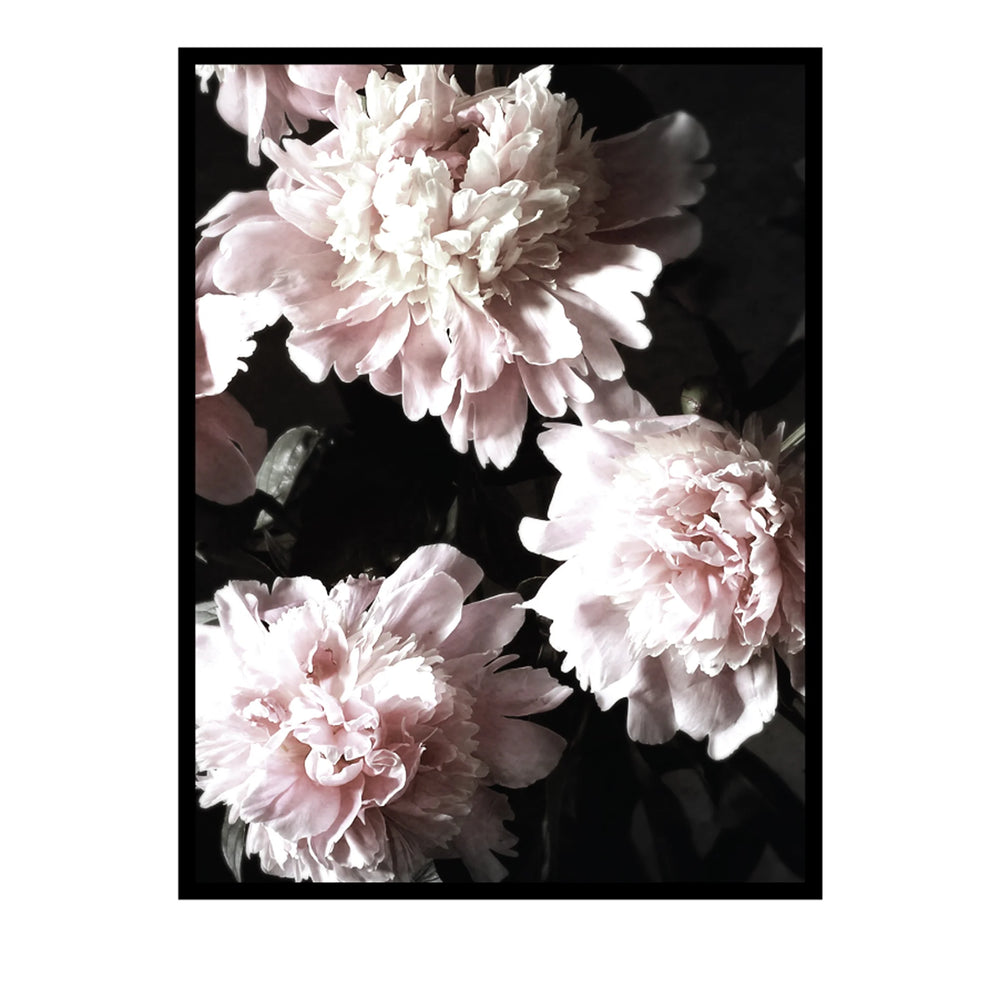A framed floral art print featuring three large pale pink peony blossoms against a very dark black background, presented with a thin black frame and white border.