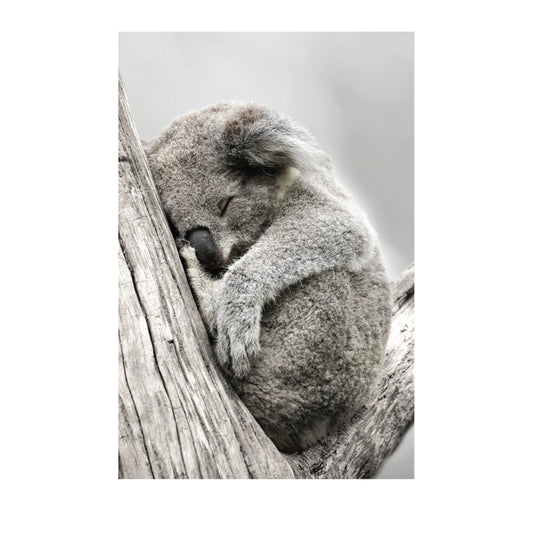 A vertical photographic print showing a sleeping koala clinging to a weathered tree branch, presented on a white background.