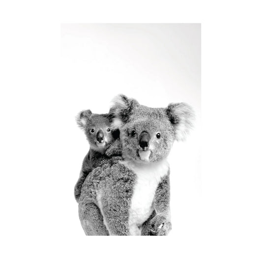 A black and white photograph of a koala sitting upright with its mother on its back, centered on a plain white background.