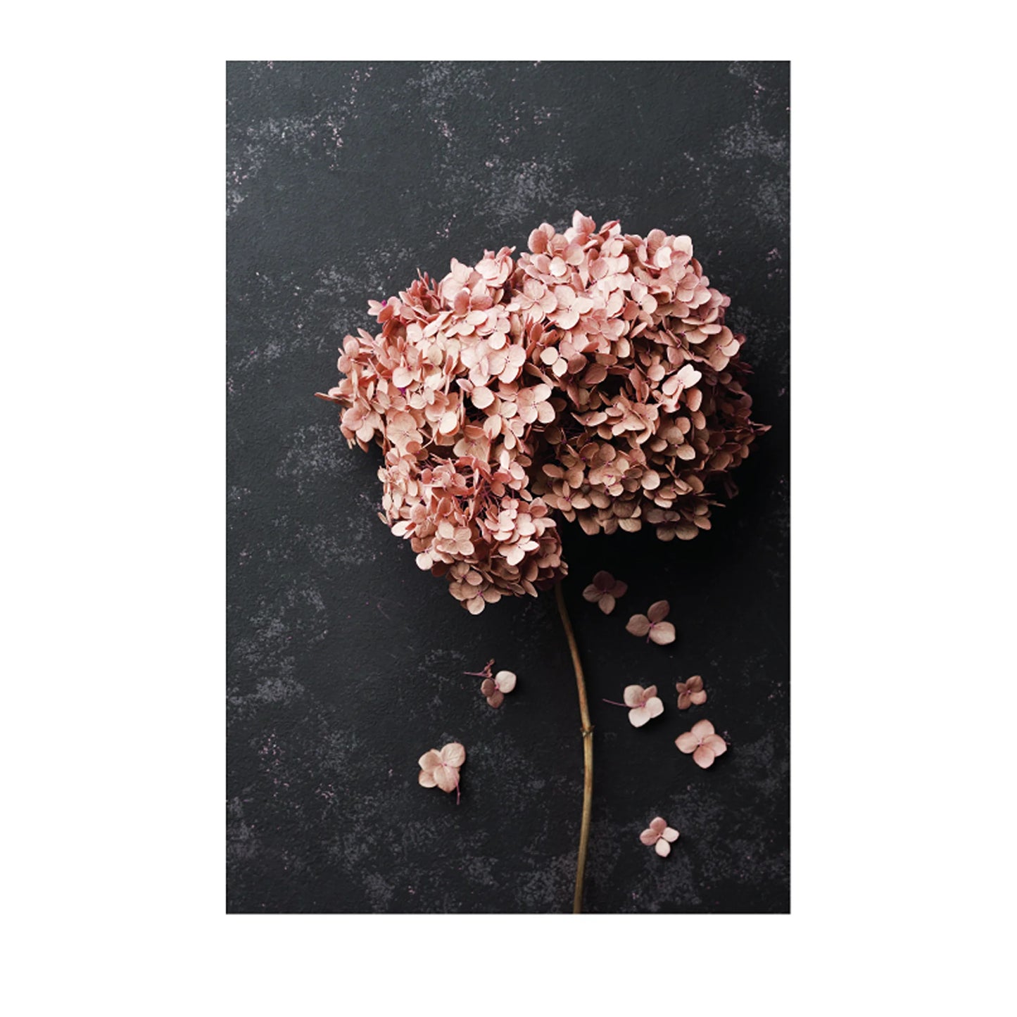 A dried pink hydrangea flower head with a single stem and a few scattered petals, photographed from above on a dark textured background.